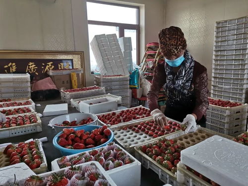 千金鄉(xiāng)草莓 春日的甜蜜饋贈(zèng)，帶來新鮮水果零售新體驗(yàn)